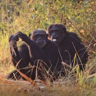 Chimpanzees on film: that’s not a smile, it’s a grimace