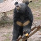 China backs the bears