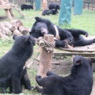 The Cub Pack - together for the very first time