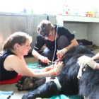 Vets battle immense heat for the moon bears