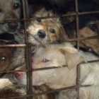 New documentary reveals dark secrets of dog meat trade