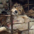 Joining the Dog Meat Free Indonesia coalition: Now is the time to hold the government to their promise for a total ban