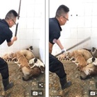 Animal shelter beatings: latest scandal must convince Chinese authorities to accept help