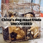 Report reveals Chinese dog eating as minority activity with widespread support for ban