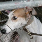 Animal welfare activists unite against dog racing