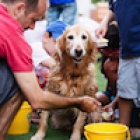 Animals Asia dog wash event