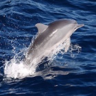 Dolphin Day: Playful, social and intelligent – but at risk of extinction