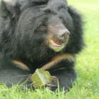 Bear necessities part two: The bear food balancing act