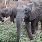 Campaign sees baby elephants return to the wild in Zimbabwe