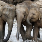 #WorldElephantDay: The secret language of elephants revealed