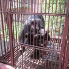 BREAKING NEWS: Animals Asia rescue seven more bears from bile farms in Vietnam