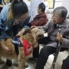 Canine therapists near Yulin city prove that dogs are trusted friends, not food