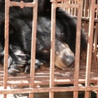 What next for the bears of Halong Bay?
