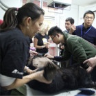 The secrets in the hearts of China's rescued moon bears