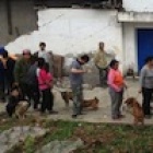 Help for homeless and hungry dogs and cats following Sichuan earthquake