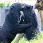 #Moonbearmonday: friendship is the best medicine