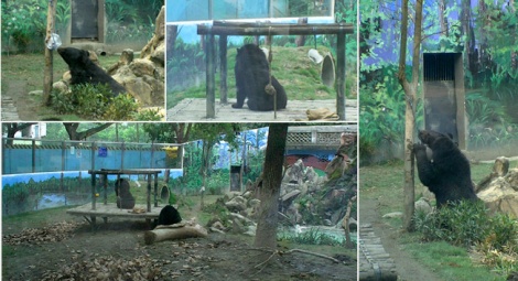 Chengdu Zoo improved the conditions in its bear enclosures following an enrichment workshop at Animals Asia's China Bear Rescue Centre