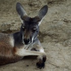 Kangaroo stoned to death in Chinese zoo must be a wake up call for the industry