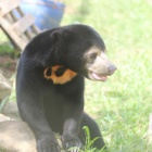 #Sunbearmonday: Secret footage of sun bear cub foraging