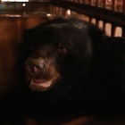 #FiveLives: Pain ends and new hopes emerge for five bears rescued from bile farm cruelty