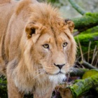 #LionAwarenessWeek: Social complexity hints at scale of big cats’ intellectual prowess