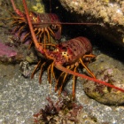 If you prick them they will not bleed, but lobsters are sensitive animals who understand pain and fear