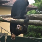 Miomojo Cub House: Playtime shows there is life after poaching for young sun bears