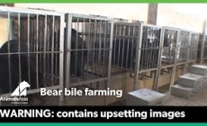End Bear Bile Farming