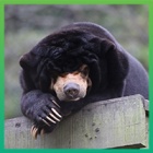 Five years after being rescued, sun bear Mr. Dave proves that the only cure is kindness