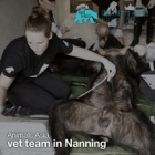 Vet team arrives at Nanning Bear Farm