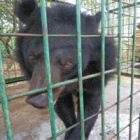 #moonbearmonday: Buddhist-blessed bear rescue