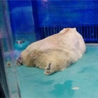 The tragic polar bear that suffers for selfies