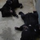 Rescued Cubs Misty and Rain settle into Vietnam Bear Rescue Centre