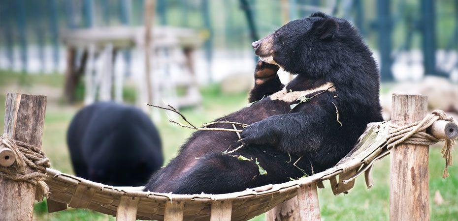 What Is Canine Enrichment, and why does it matter? – Moo Moo and Bear