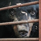 Six bears saved from illegal bile farm in China