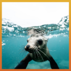 One Life: International Day of the Seal