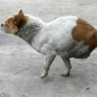 Two-legged stray Si Bao close to adoption