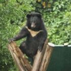 #Moonbearmonday: singing in the rain