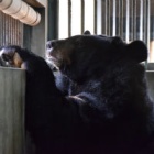 Traumatised bear Sky is lowering her guard but road to recovery will be long
