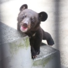 Cub found on bear farm has chance of bright future