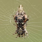 Self-aware spiders: fascinating arachnid builds its own lifelike decoys