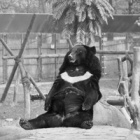 #moonbearmonday: Starlight and Dilly