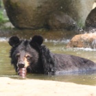 How to stay cool in summer – a moon bear guide