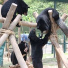 #Moonbearmonday: A little help from my friends