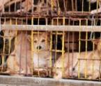 Che cosa ha fatto Animals Asia finora contro il commercio di carne di cane in Vietnam?