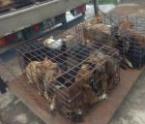 Vietnamesisches Recht und der Hundefleischhandel