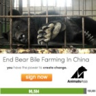 International opposition to bear bile farming soars