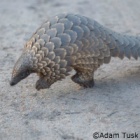 World Pangolin Day: natural recyclers, keepers of the soil – and the world’s most trafficked animal