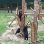 #MoonBearMonday: Rescued moon bears host impromptu tree party (and everybody runs for cover)