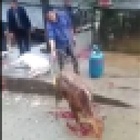 A calf is cooked alive in China - the video we refuse to share